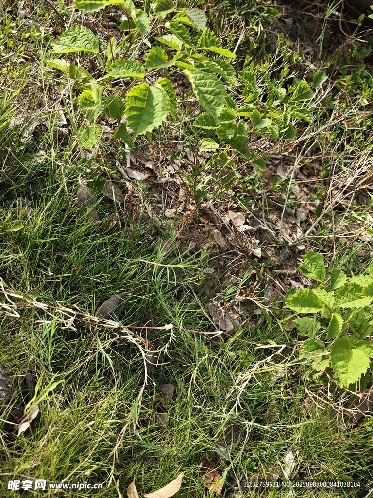 野外繁茂綠植景象