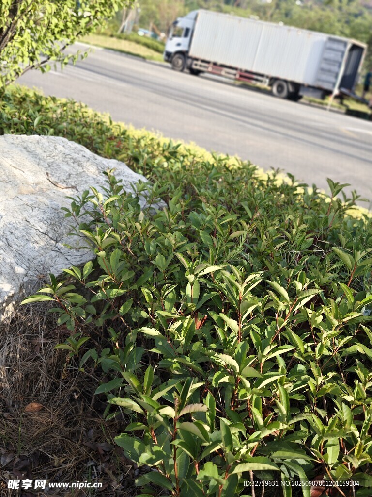 路邊翠綠灌木叢