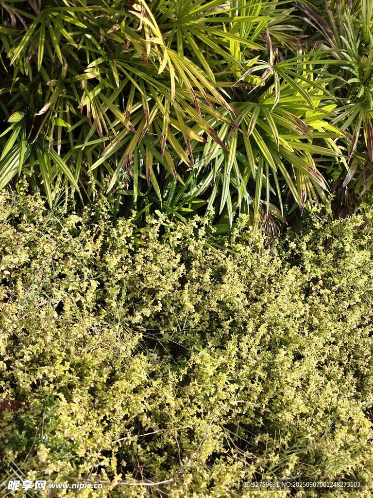 茂密綠植景觀