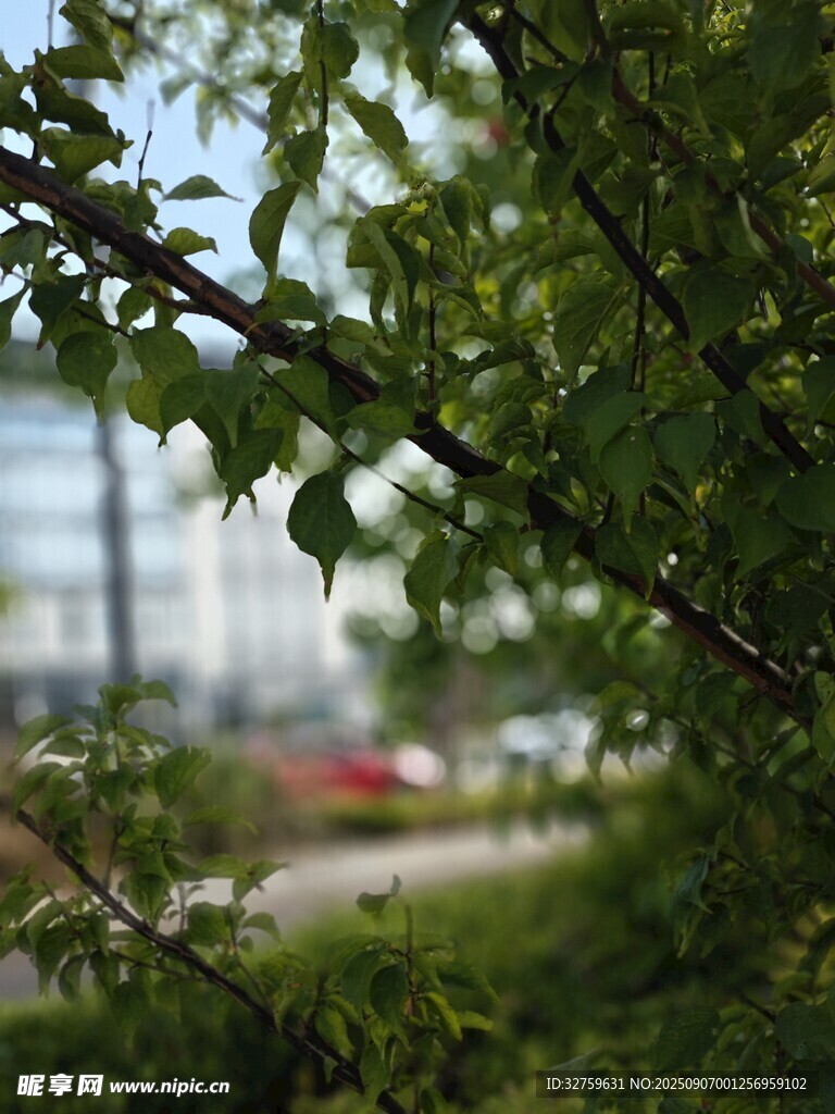 綠葉掩映下的城市景致
