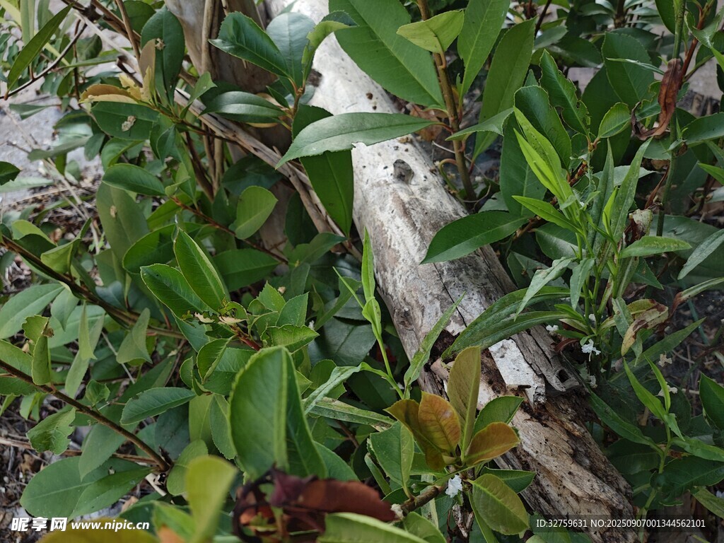 林間綠植與枯木