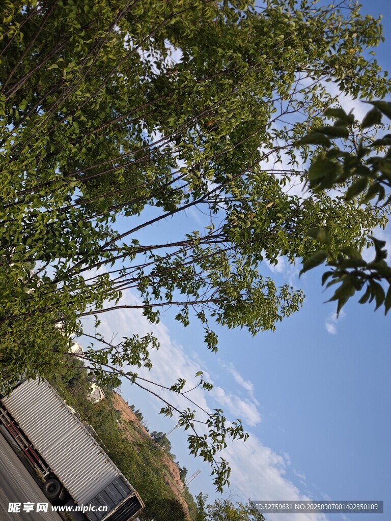 仰視綠樹(shù)藍(lán)天的清新景致