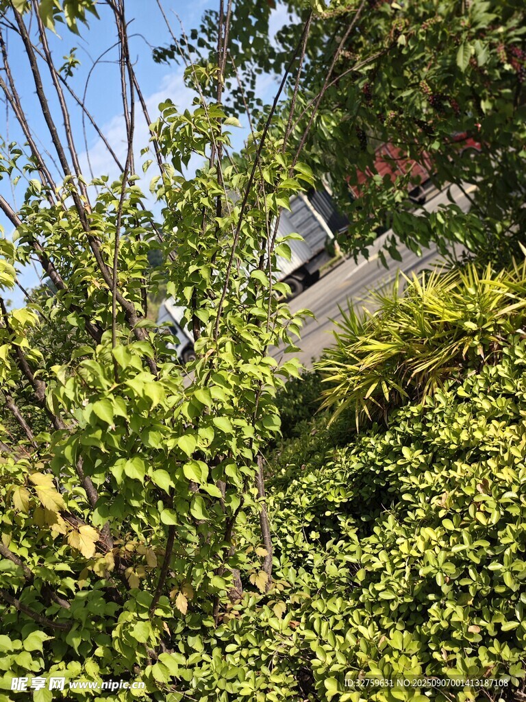 繁茂綠植中的隱秘景致