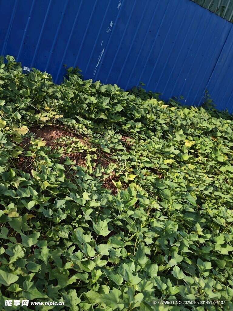 翠綠繁茂的地面植物景觀