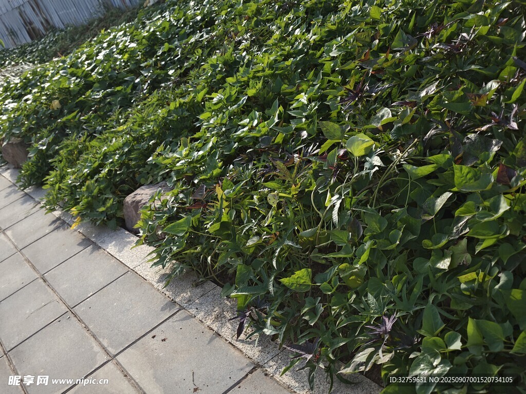 墻邊翠綠植物景觀