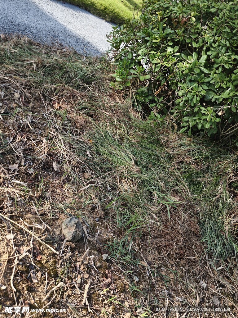 路邊草地與綠植景觀