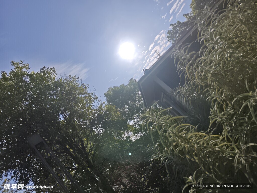 陽光灑落綠樹間的景致