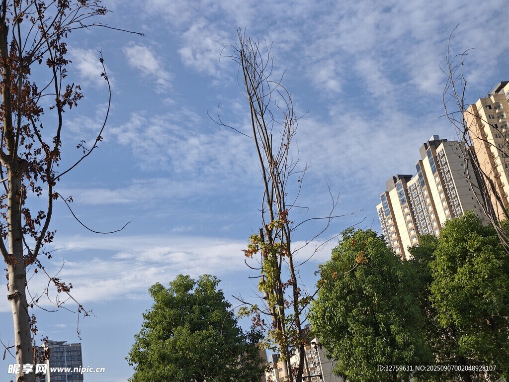 城市藍天綠樹與高樓景觀