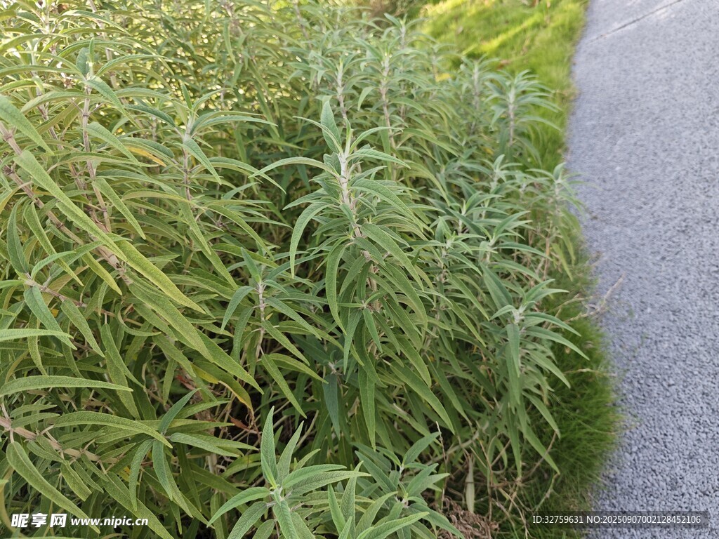 路邊茂盛的綠色植物