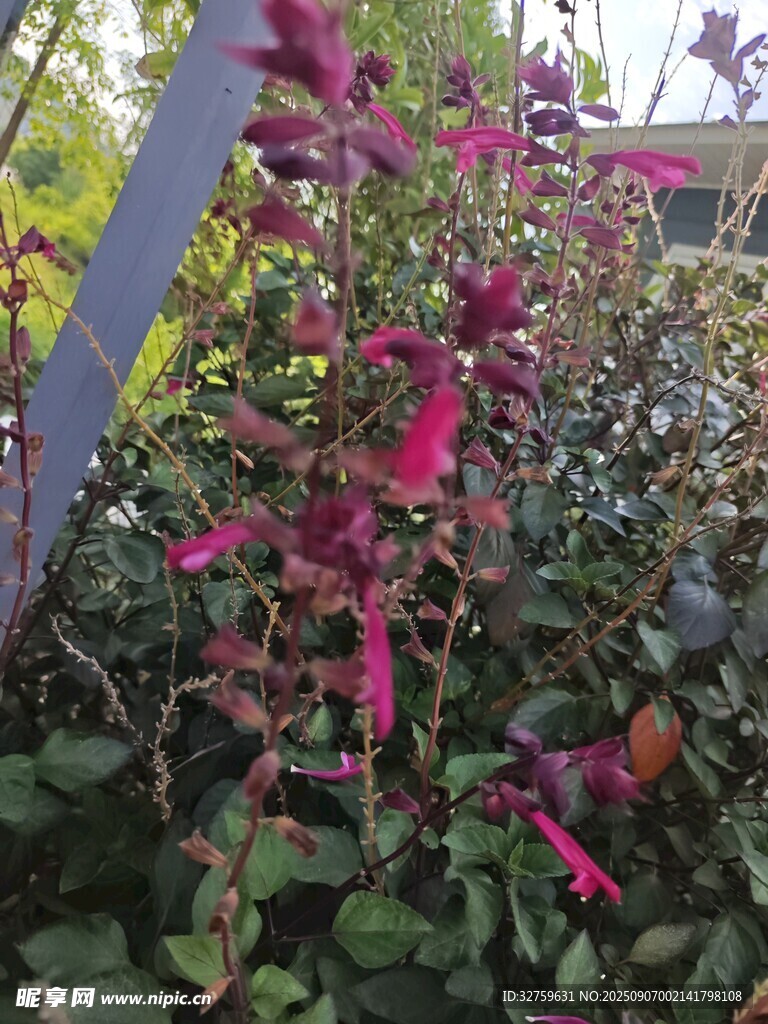 艷麗紫花綻放綠葉間