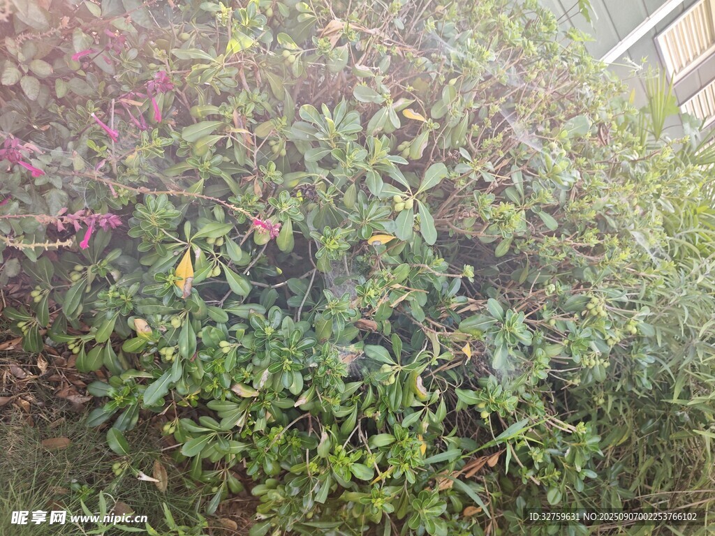 綠葉繁花的繁茂植物景觀