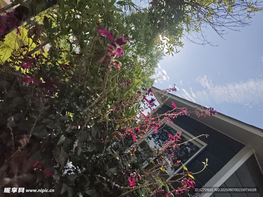 陽光下的繁花與屋角