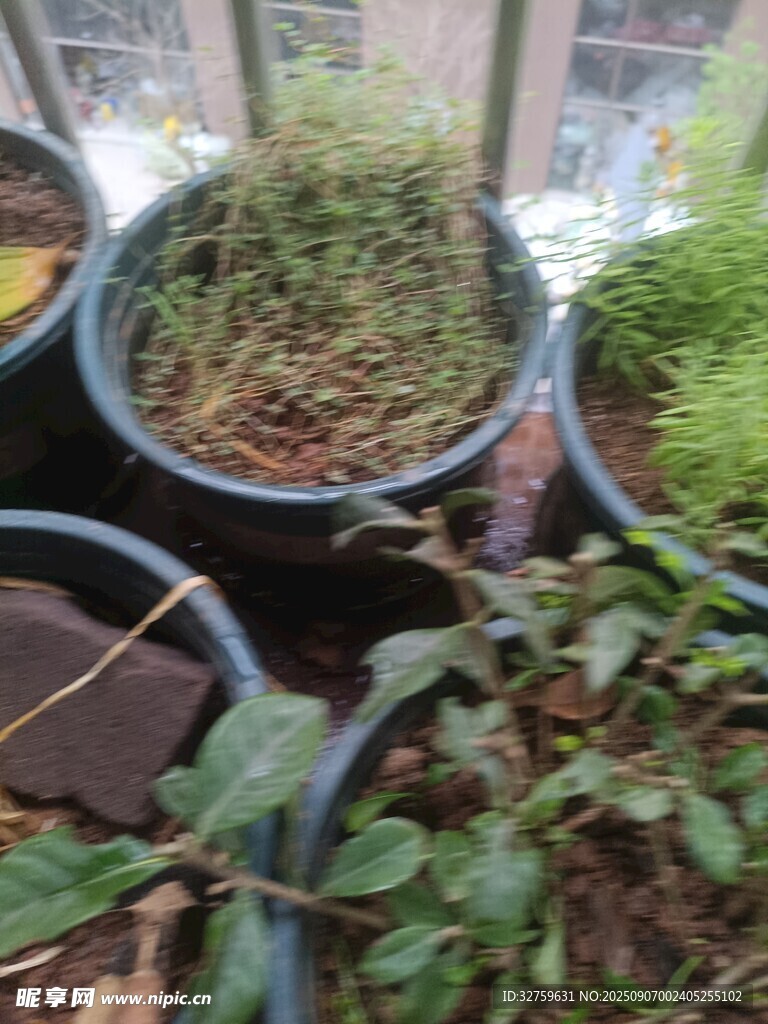 盆栽綠植展示