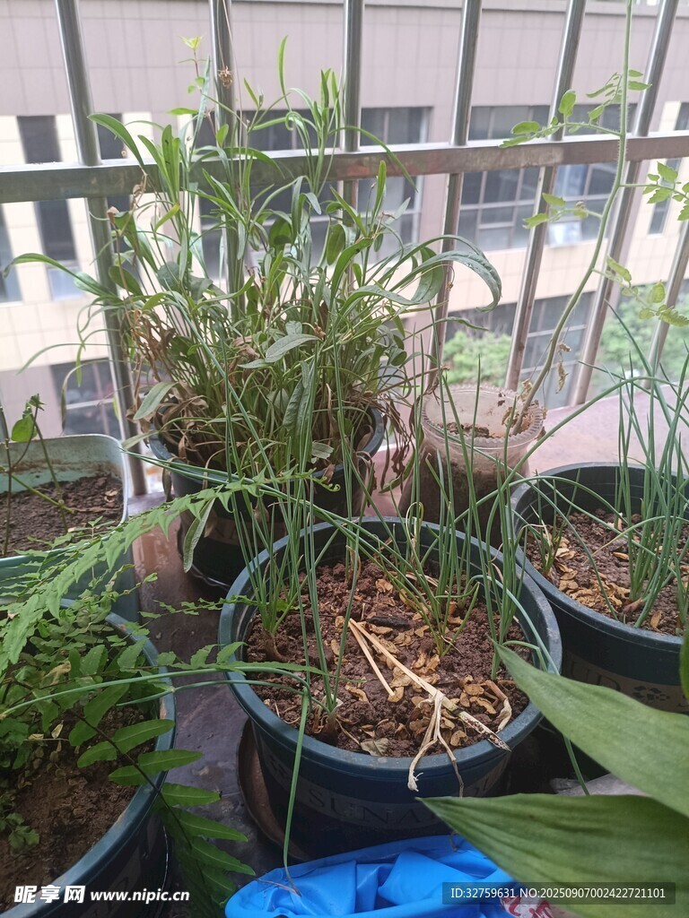陽臺盆栽綠植展示