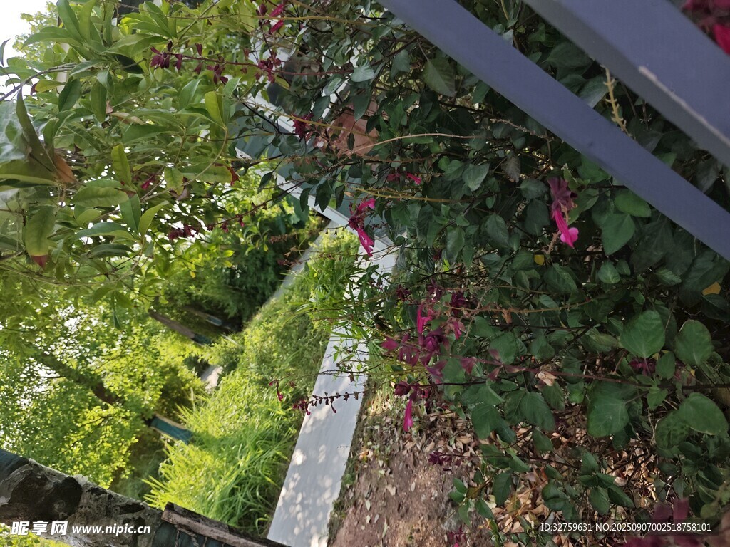 花園小徑旁的綠植景致