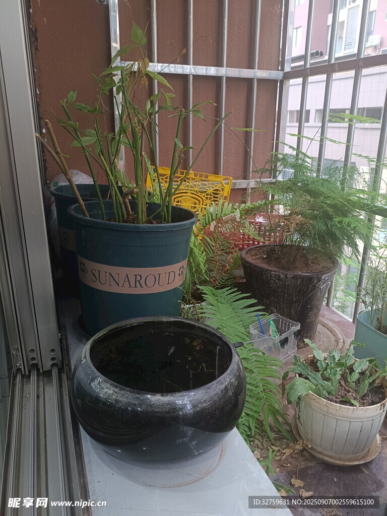 陽(yáng)臺(tái)角落的綠植與水缸