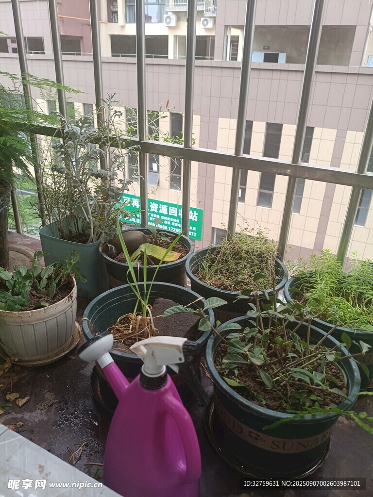陽臺(tái)上的綠植與噴壺
