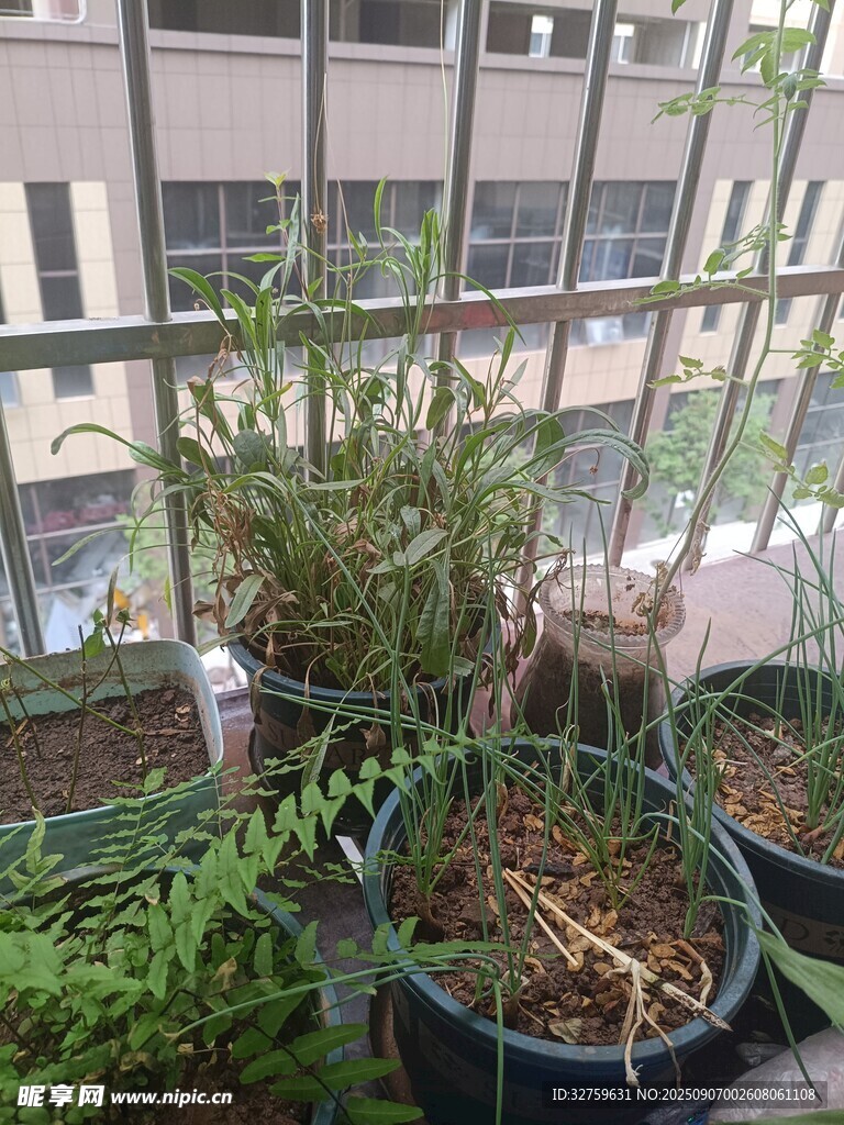 陽臺綠植盆栽景觀