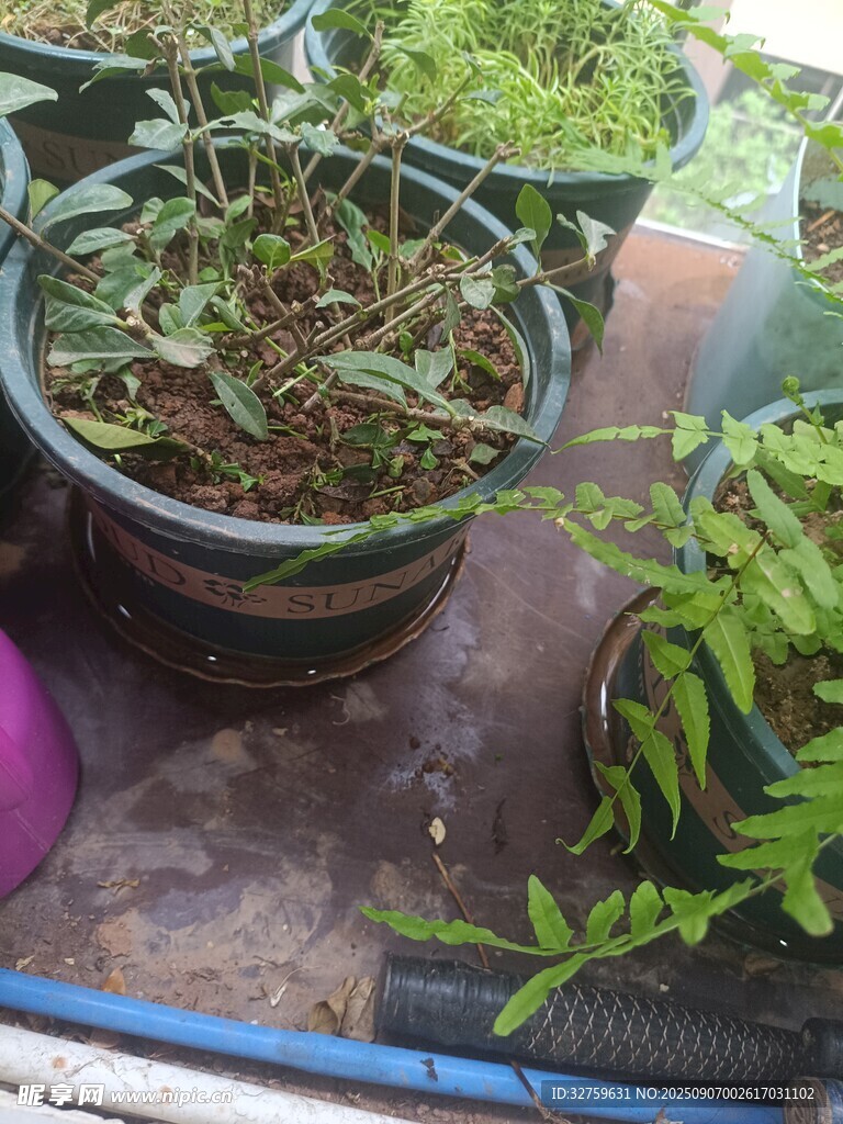 盆栽綠植展示