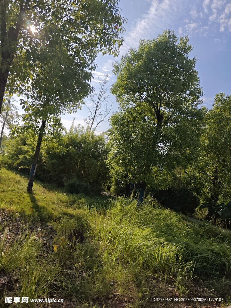 綠意盎然的林間山坡景色