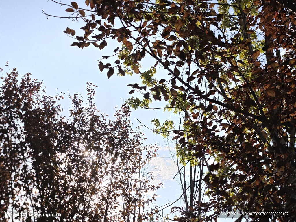 枝頭綠葉映藍(lán)天