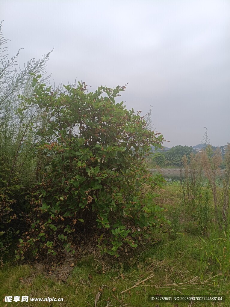 野外綠植景觀