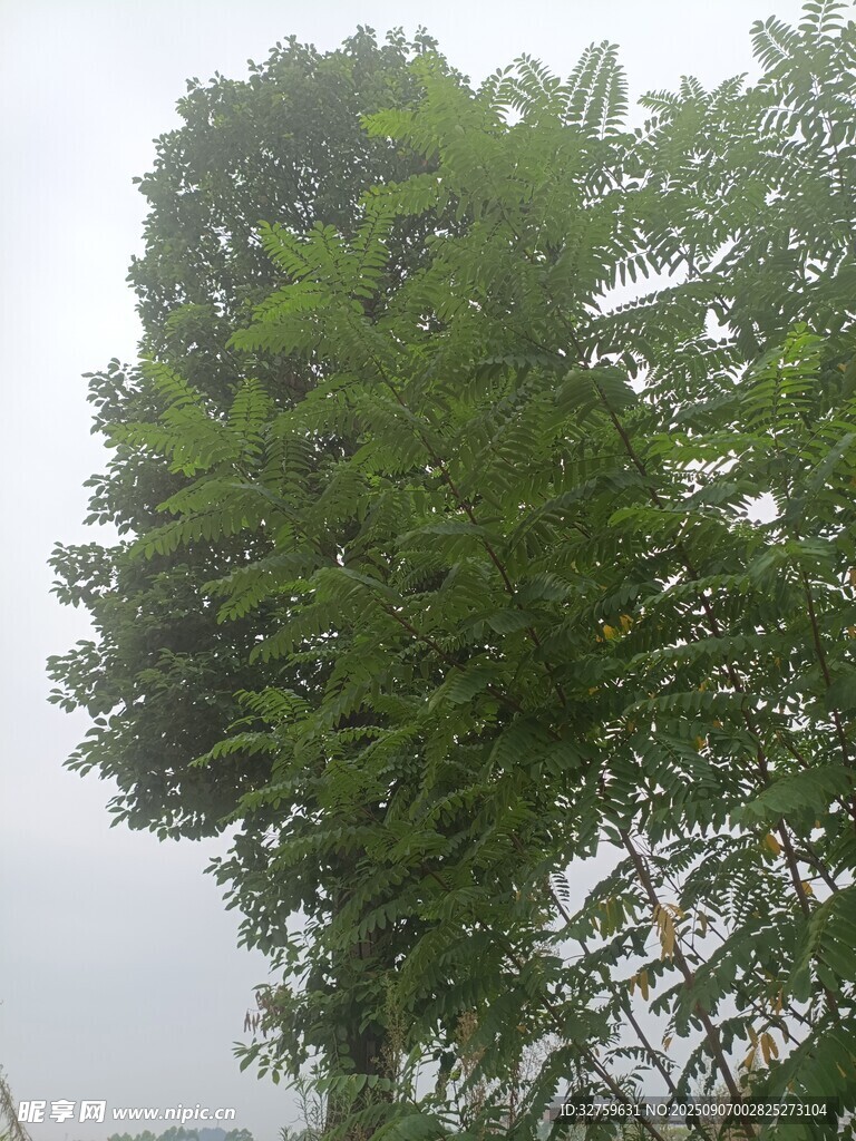 高大蔥郁的綠樹