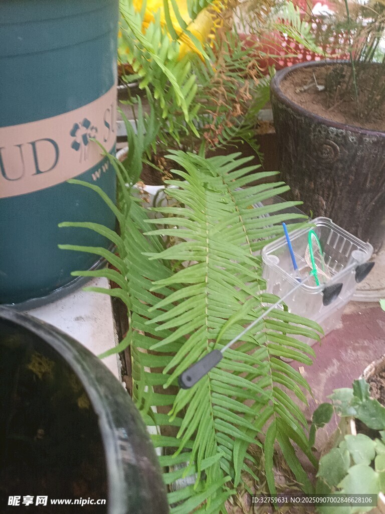 盆栽中的翠綠蕨類植物