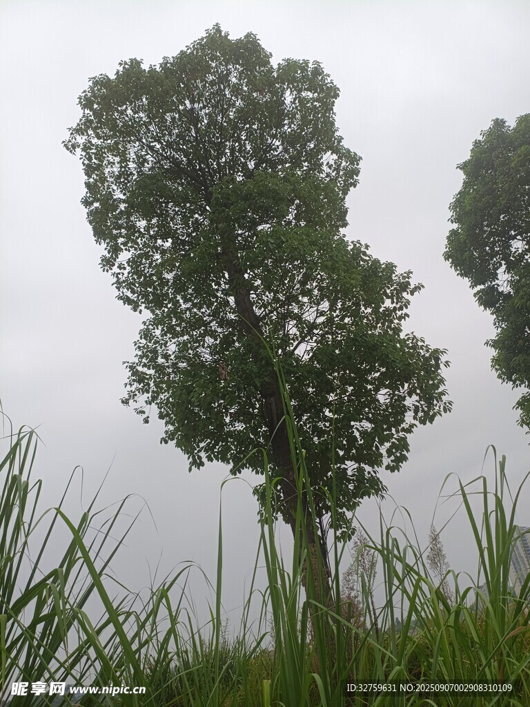 雨中挺立的蔥郁樹木