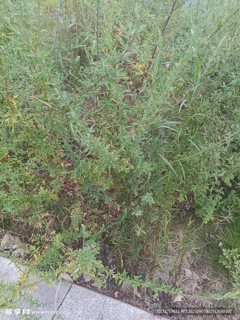 路邊繁茂的綠色灌木叢