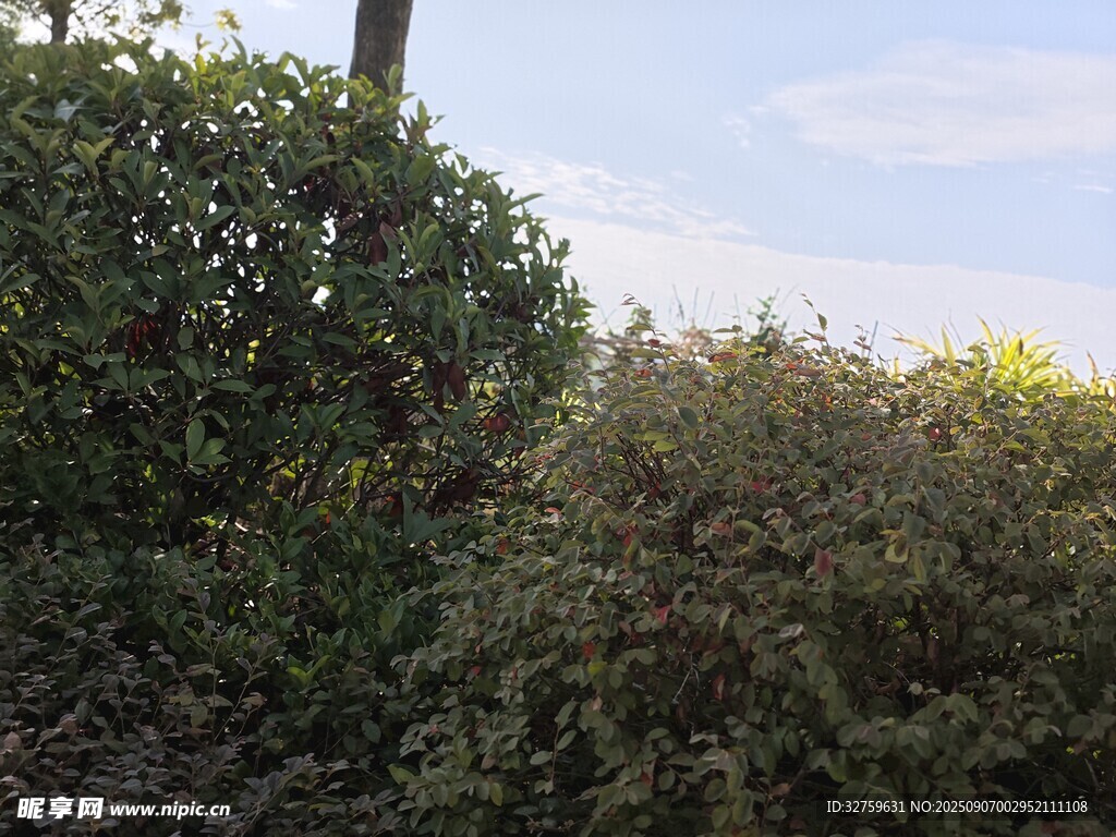 戶外綠植景觀