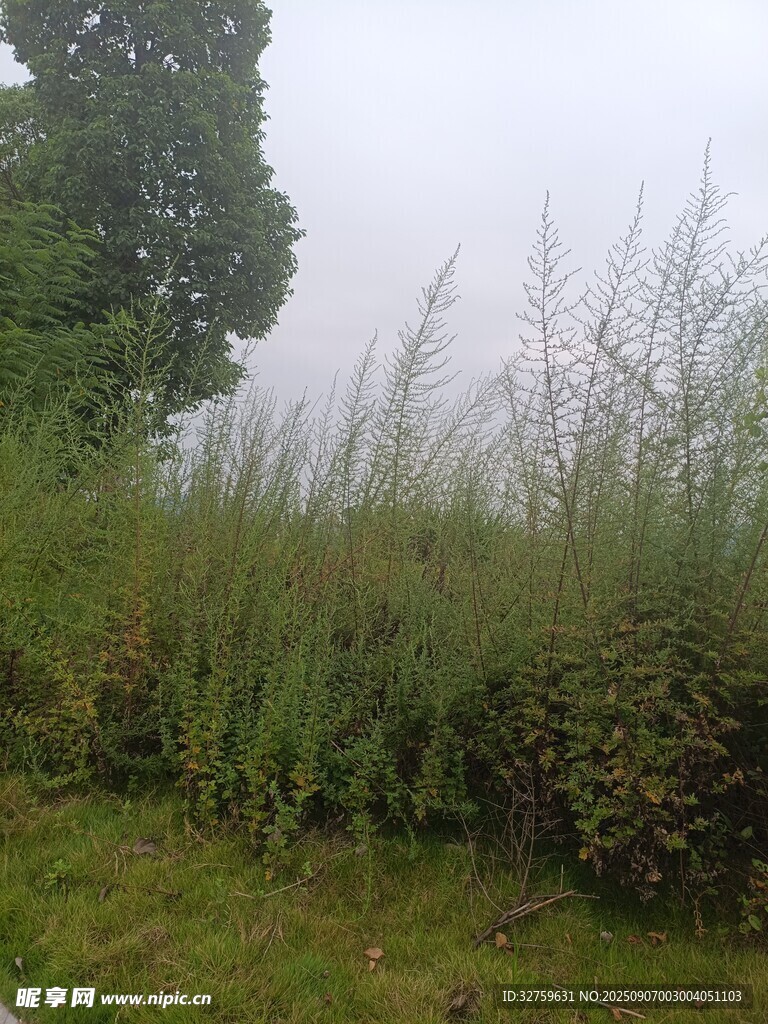 霧中草地與綠植景象