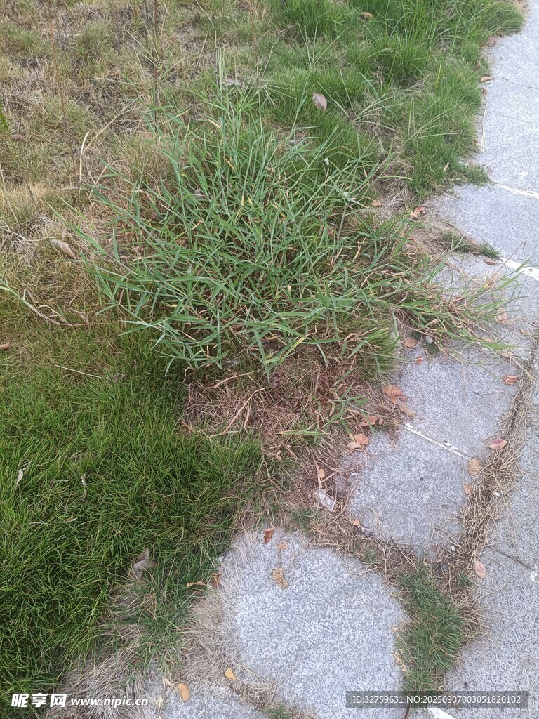 石板路旁的蓬勃青草