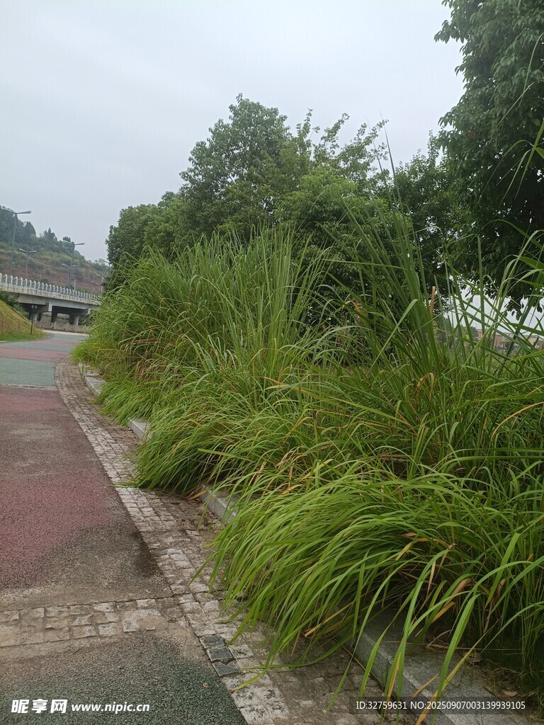 路邊繁茂的綠色草叢