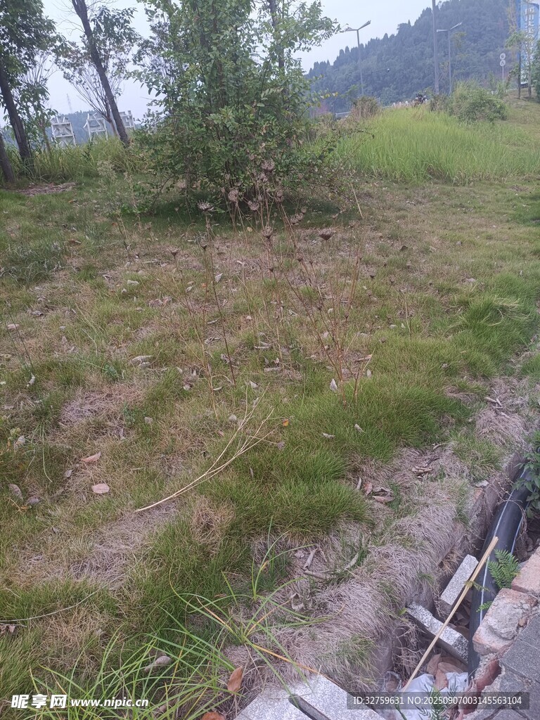 戶外草地及周邊自然景象