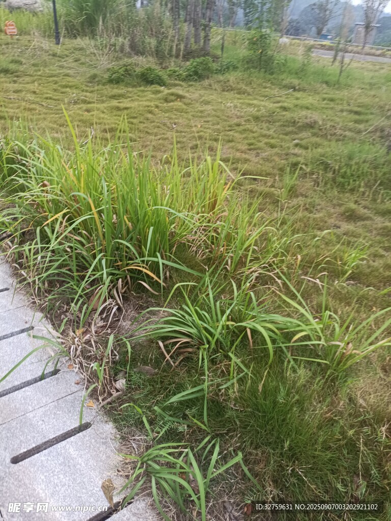 小徑旁的茂盛草地