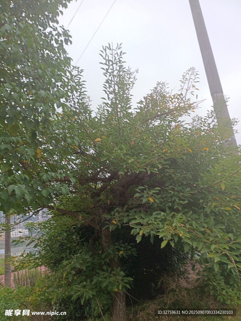 戶外綠植與電線桿景象