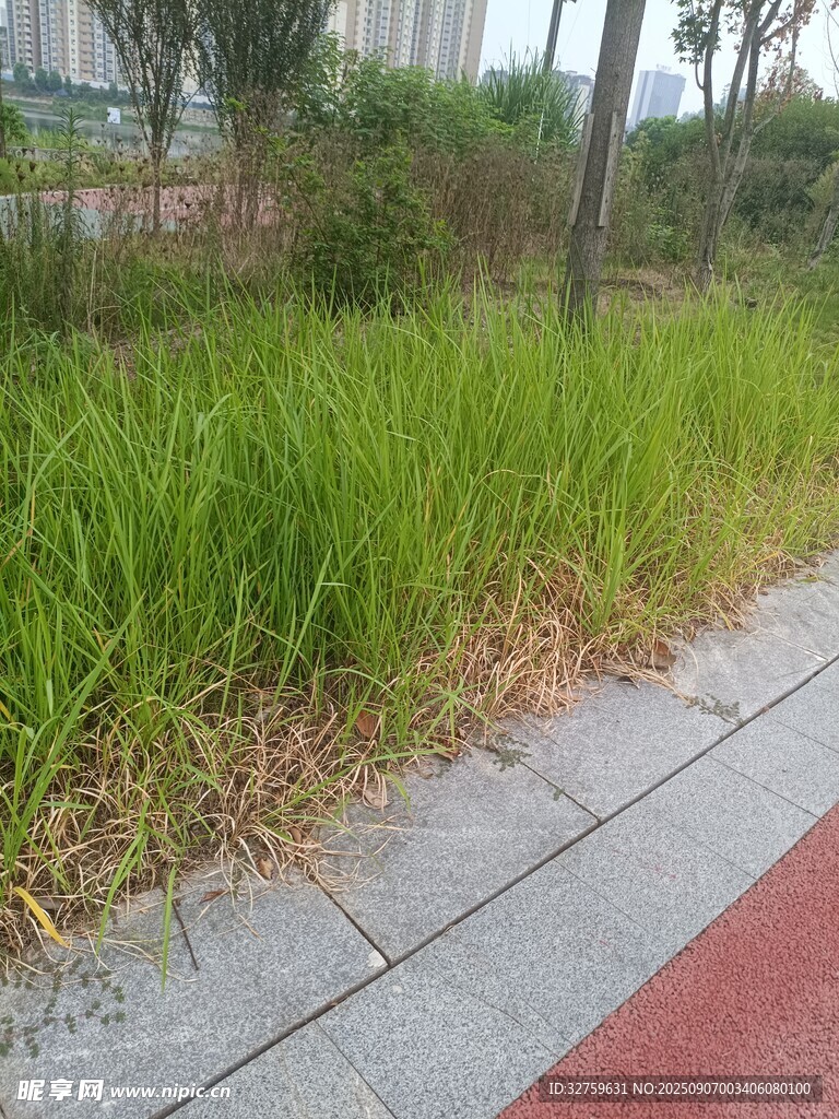 路邊翠綠草地與磚石路面
