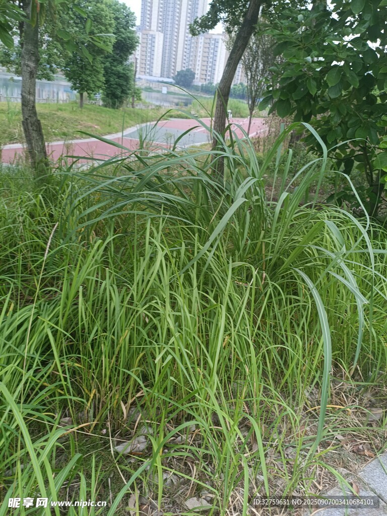 路邊蔥郁的綠色草叢