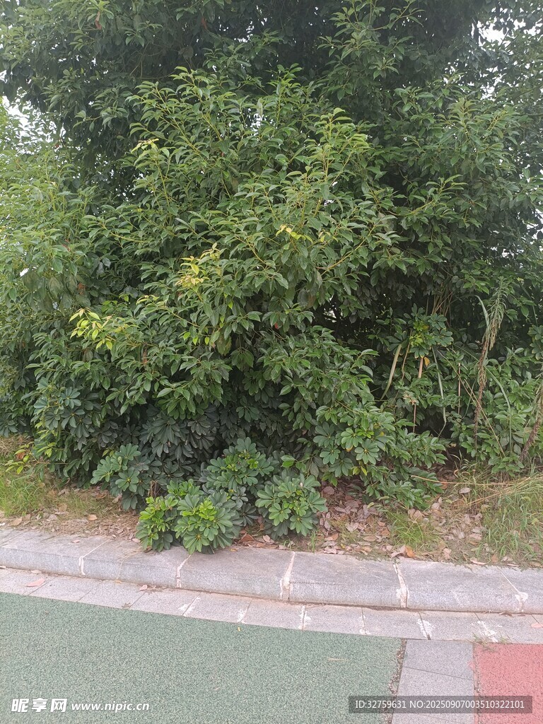 路邊繁茂綠植景觀