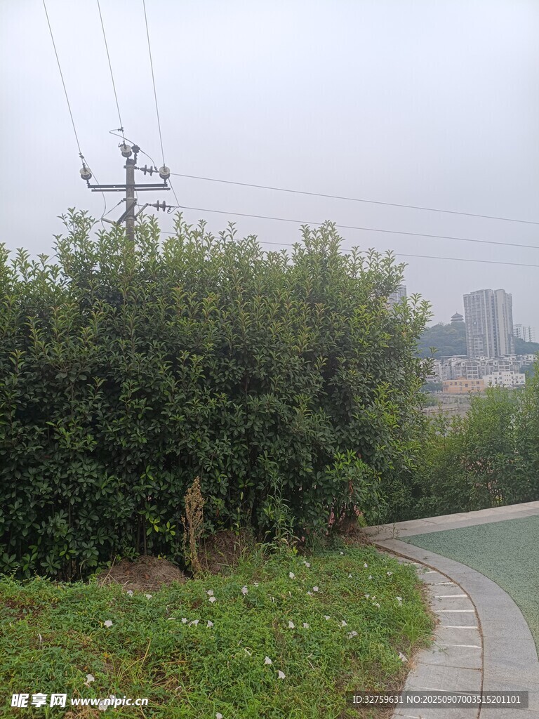 路邊綠植與遠處電線桿