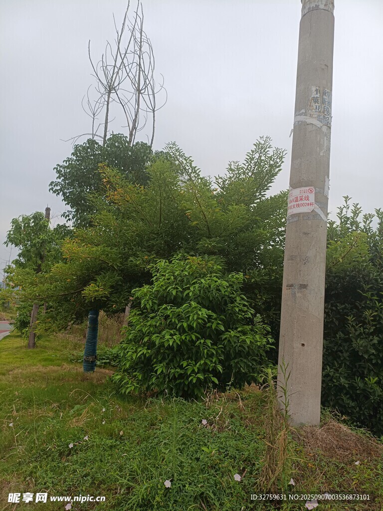 戶(hù)外電線桿旁綠植景觀