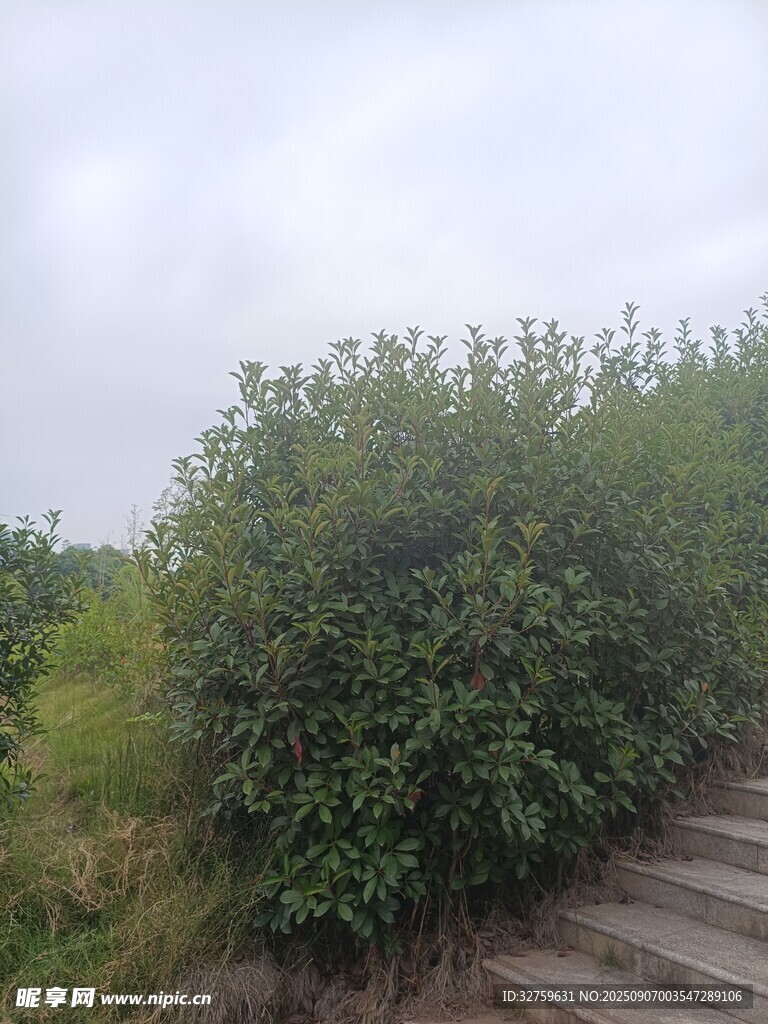 路邊繁茂綠植
