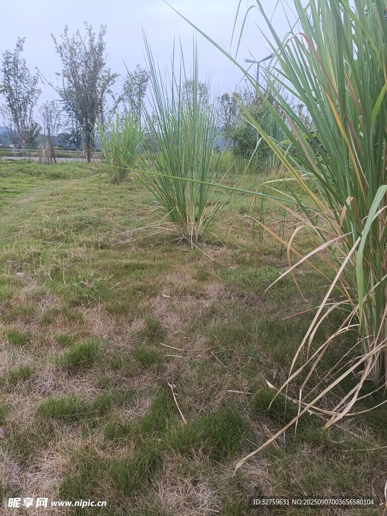 田野中的綠植景觀