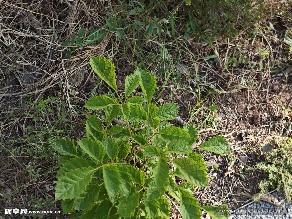 綠葉植物生長于地面