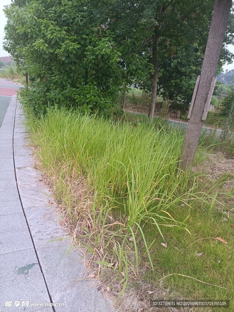 路邊蔥郁草地與樹木