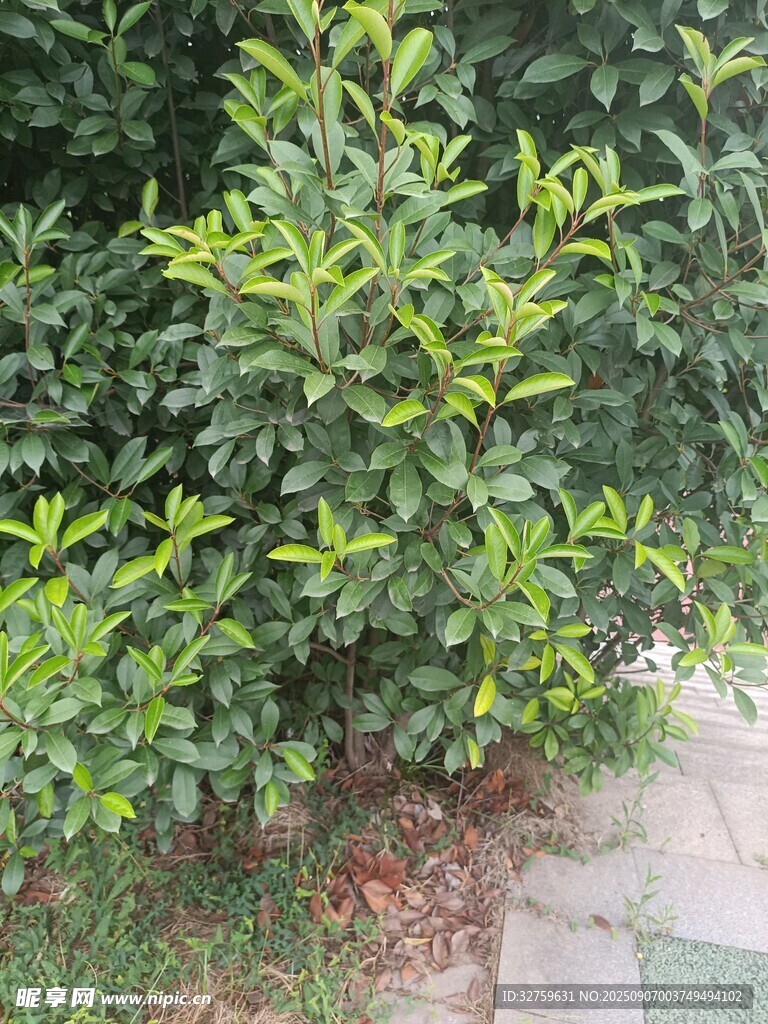 綠葉繁茂的綠植景觀