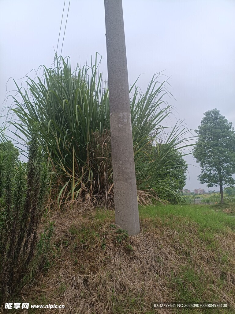 田野中的電線桿與綠植