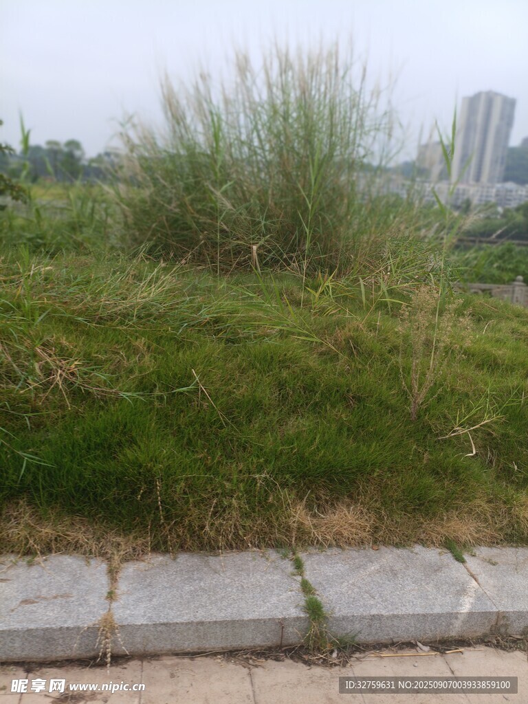 路邊草地景觀