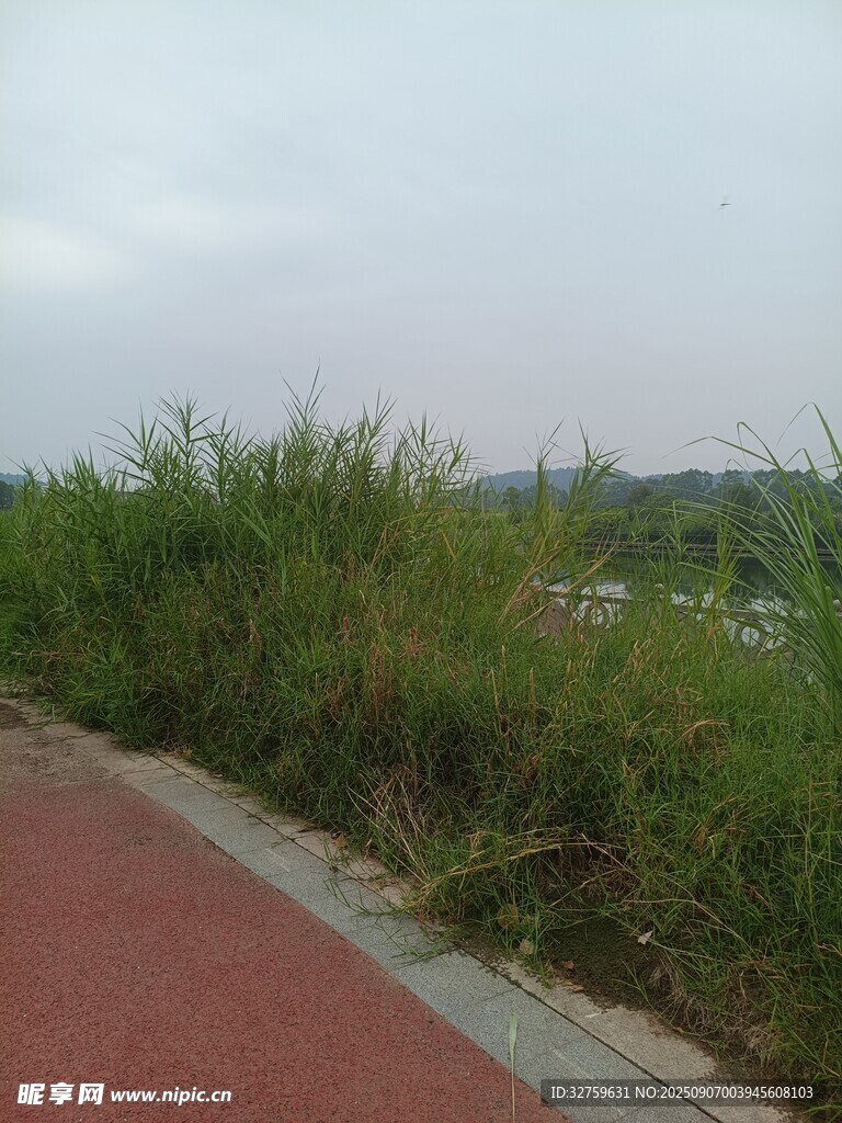 路邊茂盛綠植景觀